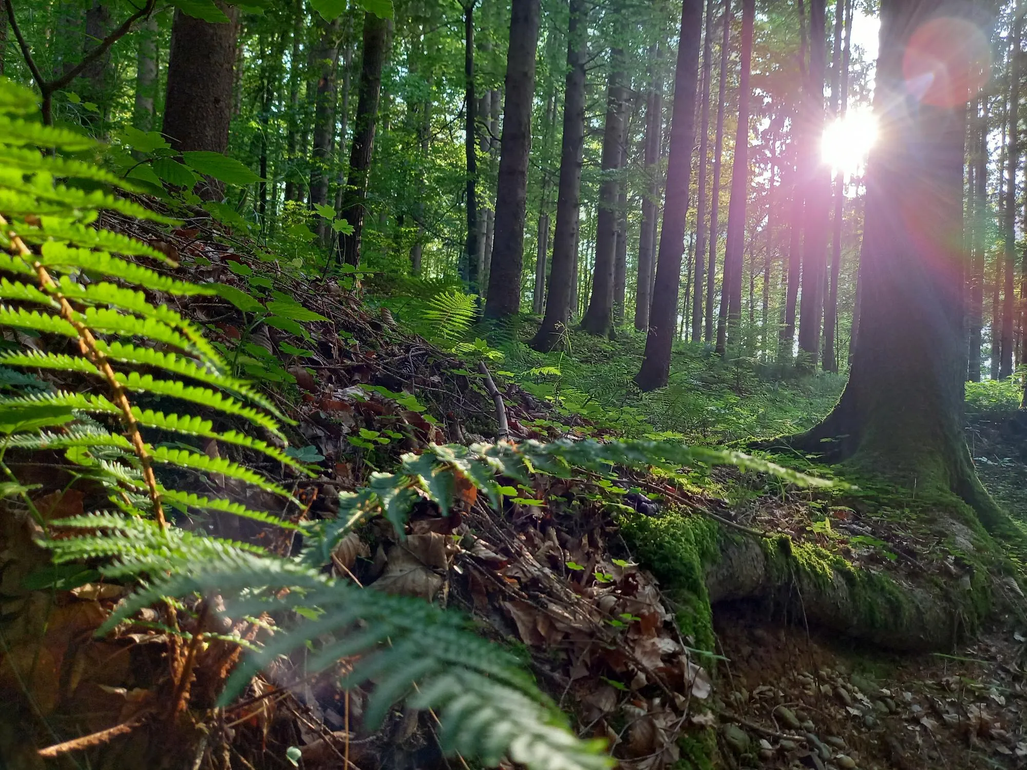 Holzsteg durch Dünenlandschaft
